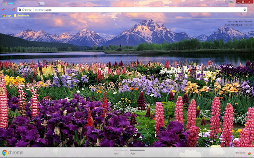 Flower Lake Lupine 1366*768