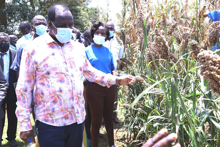 Kakamega Governor Wycliffe Oparanya inspects a millet field at the Bukura ATC Smart Farm