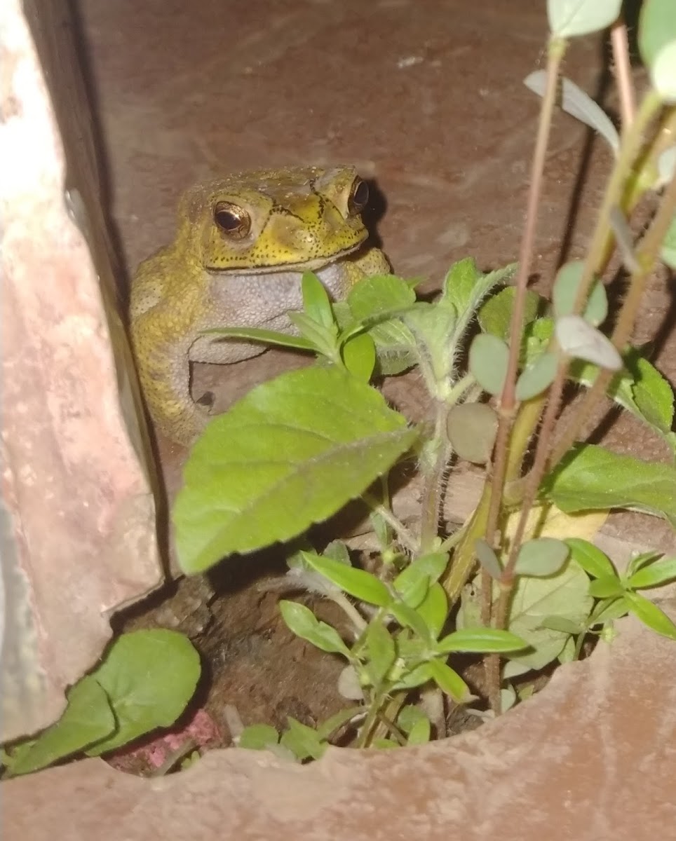 Common Indian Toad