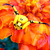 Garden crab spider