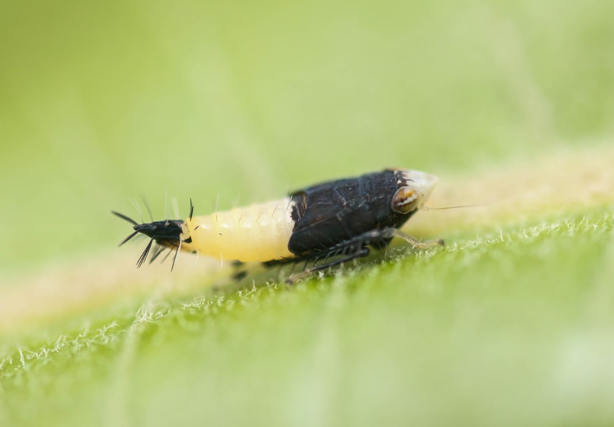 Leafhopper