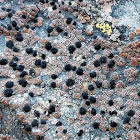 Lecidea tile lichen