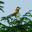 European Bee Eater