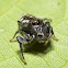 Jumping Spider