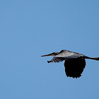 Purple Heron