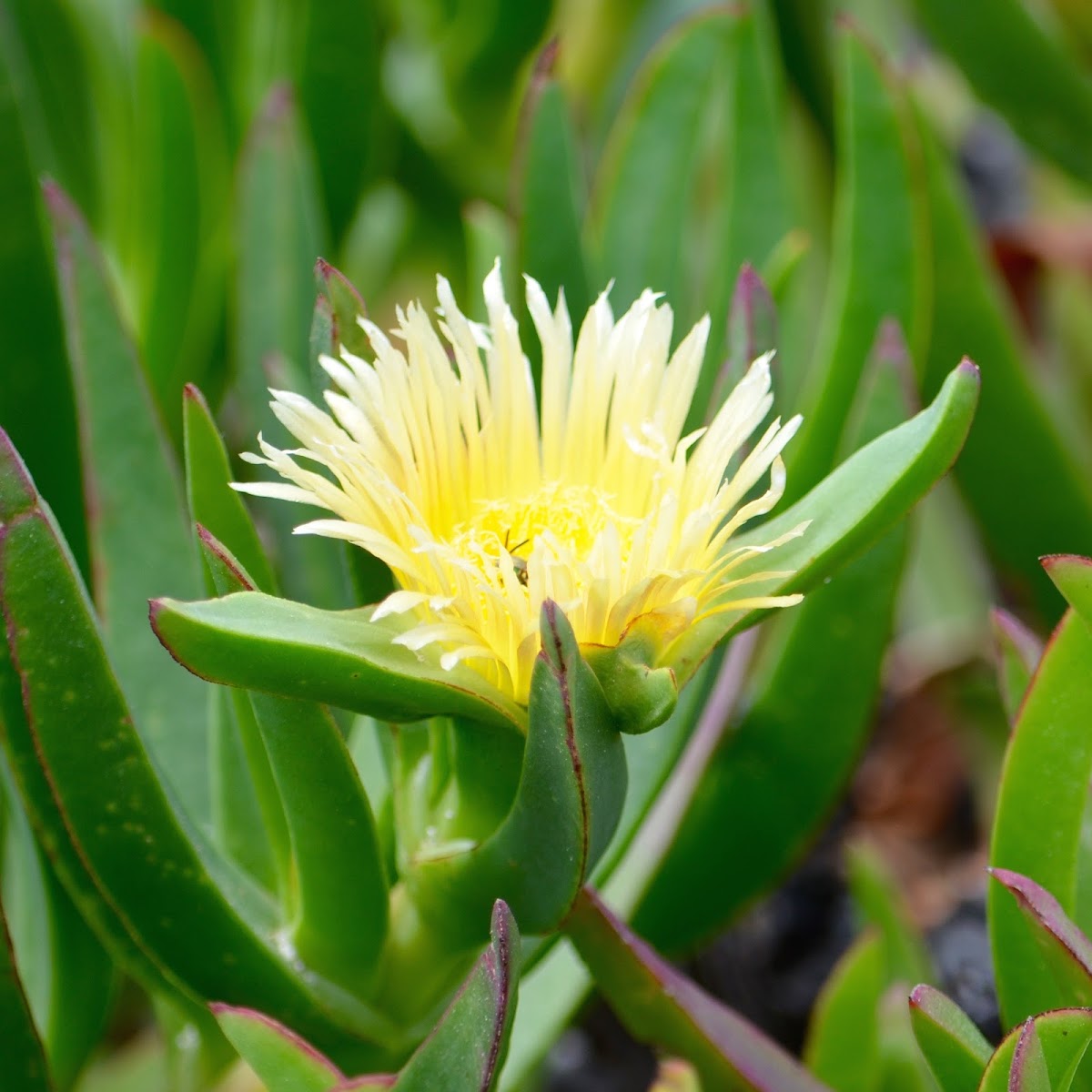 Ice Plant