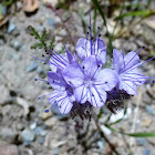 Desert Sage