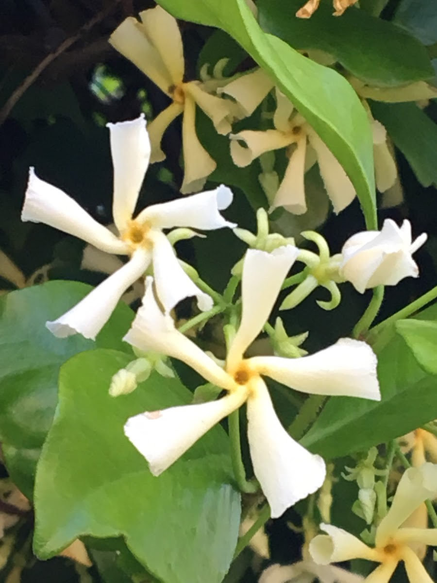 Confederate Jasmine/Star Jasmine