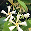 Confederate Jasmine/Star Jasmine