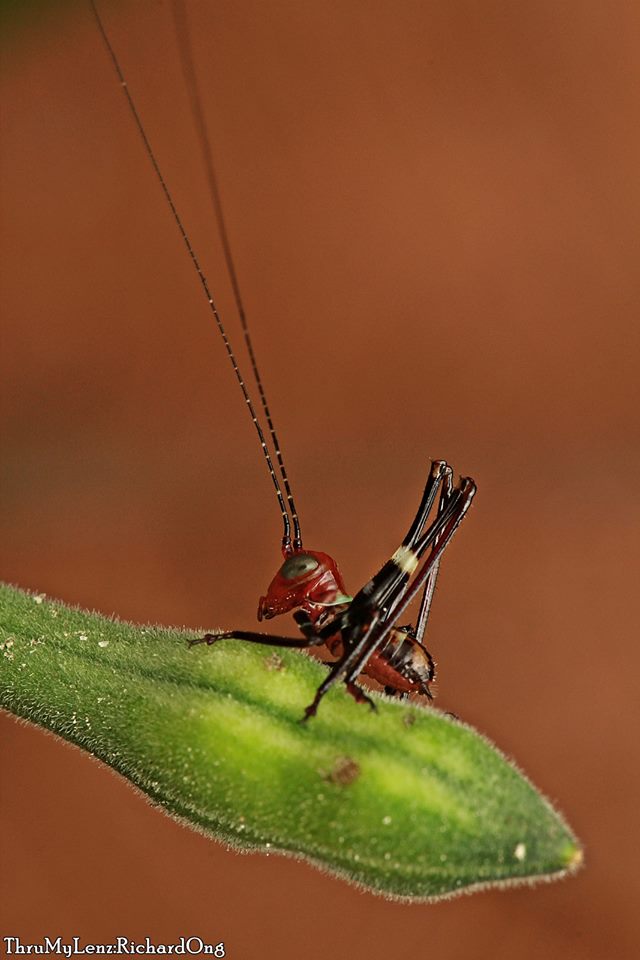 Katydid