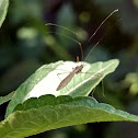 Stilt bug