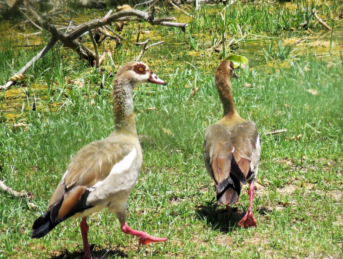 Egyptian Goose