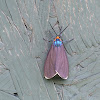 Ctenucha moth