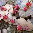 Urchin Gall Wasp