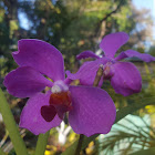 Vanda Orchids(Violet)