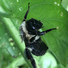 Two-spotted bumble bee