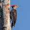 Pileated woodpecker