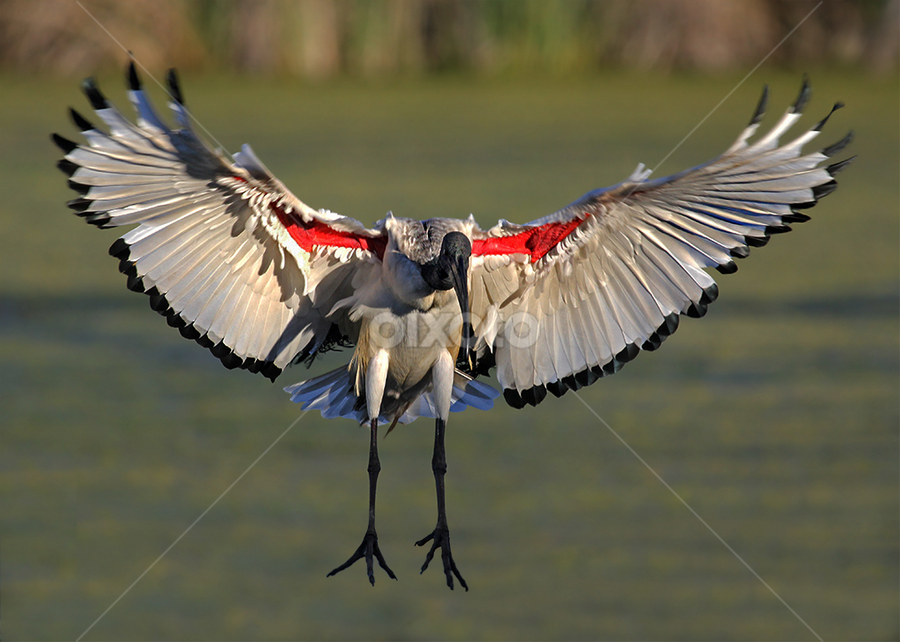 African Sacred Ibis by James Ochse - Animals Birds