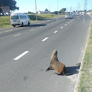 Where to from here? The seal on Jakes Gerwel Drive opposite Vangate Mall in Athlone, Cape Town.