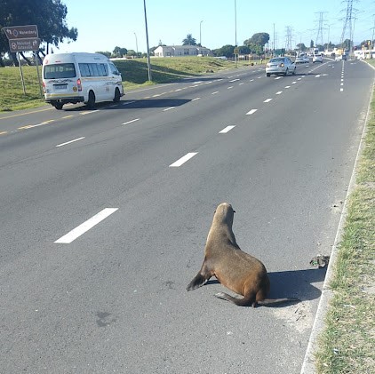 Where to from here? The seal on Jakes Gerwel Drive opposite Vangate Mall in Athlone, Cape Town.