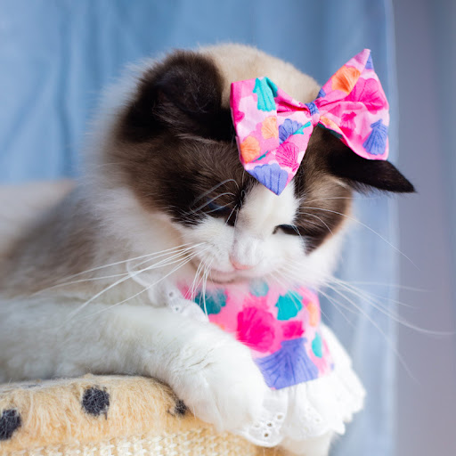 Title 22, Cat Lace Suit Saliva Towel Princess Style Scarf...