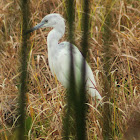 Little Blue Heron (immature)