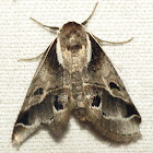 Doubleday's Baileya