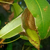 Asian Weaver Ants and their Nest