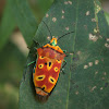 Mallotus shield bug