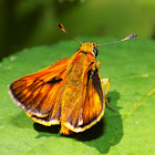 The large skipper