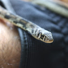 Buff Striped Keelback