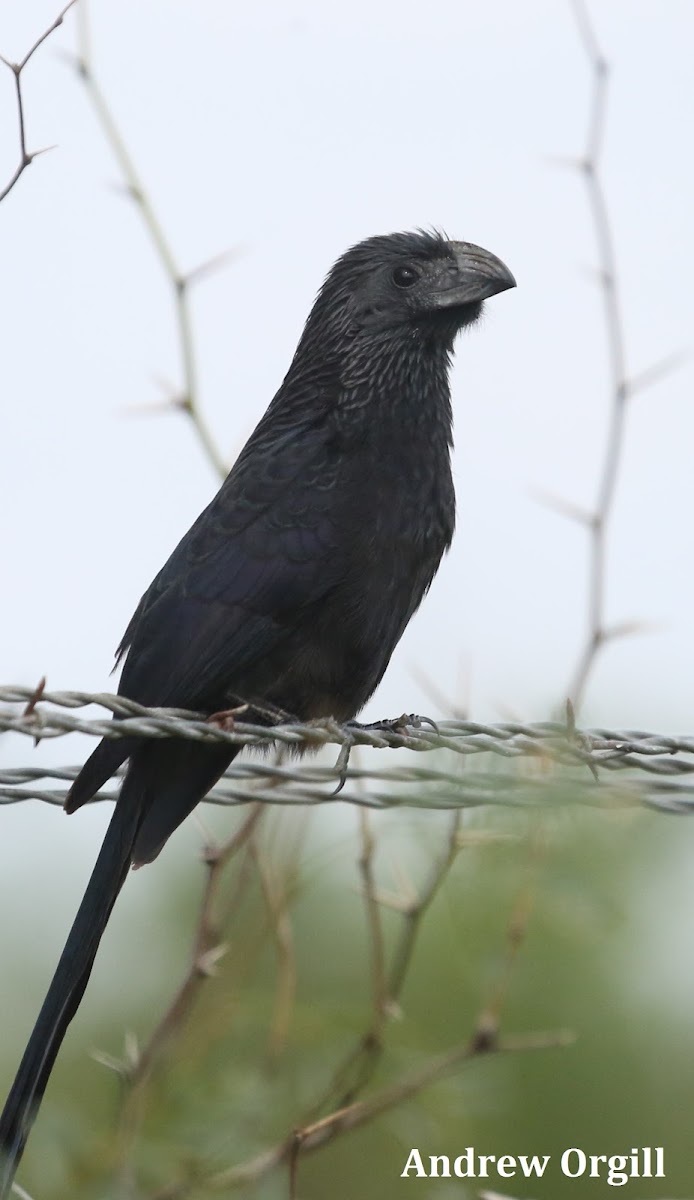 Groove-billed Ani