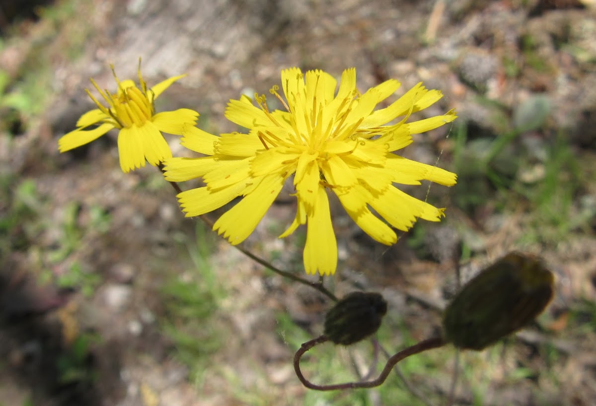 Rattlesnake Hawkweed