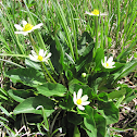 White Marsh Marigold