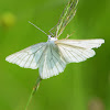 Black-veined Moth