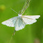 Black-veined Moth