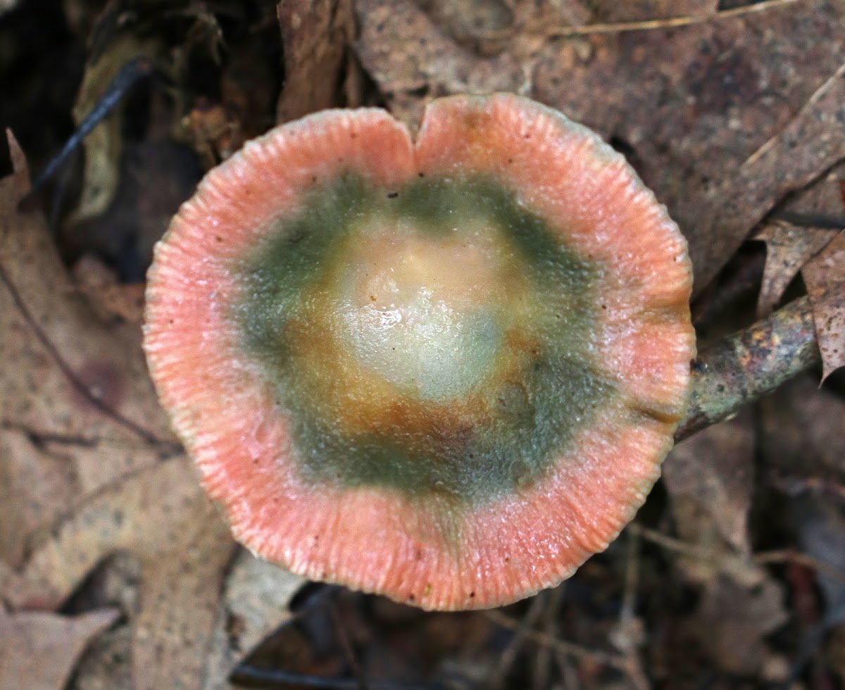 Lactarius subpurpureus