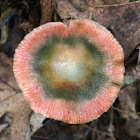 Lactarius subpurpureus