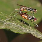 Stilt-legged Fly