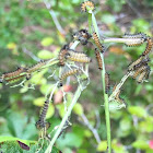 Milkweed Tiger Moth Caterpillar