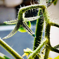 Verde pomodoro di 