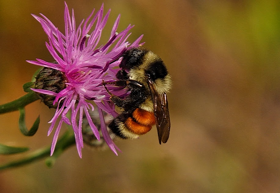 Orange-belted bumblebee