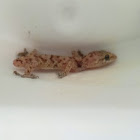 Mediterranean House Gecko