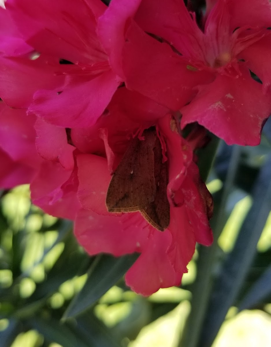 True Armyworm moth