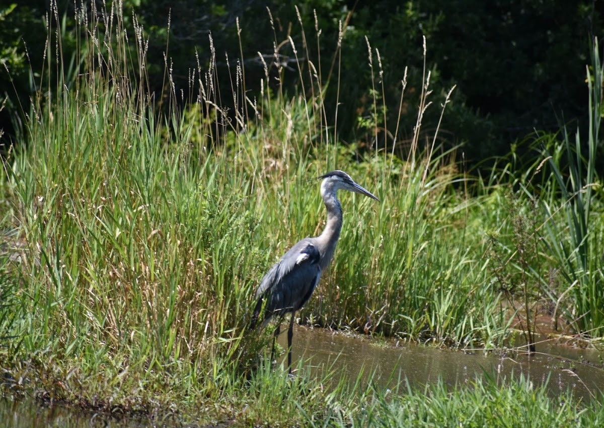 Great Blue Heron