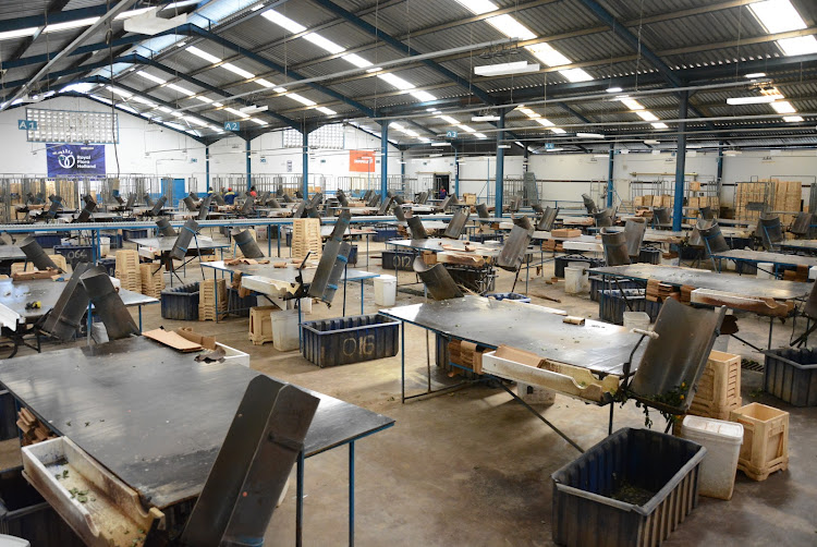 The empty grading hall in Naivasha based Maridadi flower farm in Naivasha which has sent home 150 workers as it’s no longer exporting their roses to EU. The farm is dumping over 230,000 roses everyday due to the Corona crisis which has seen supermarkets in Europe close shop and the Dutch auction collapse.