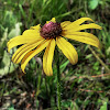 Black-Eyed Susan