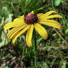 Black-Eyed Susan