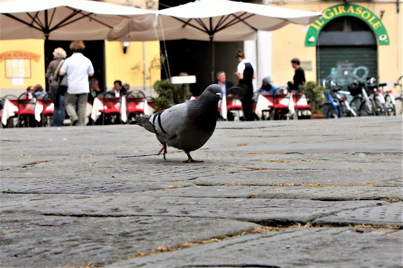 E la mia casa é Piazza Grande di paolo-spagg