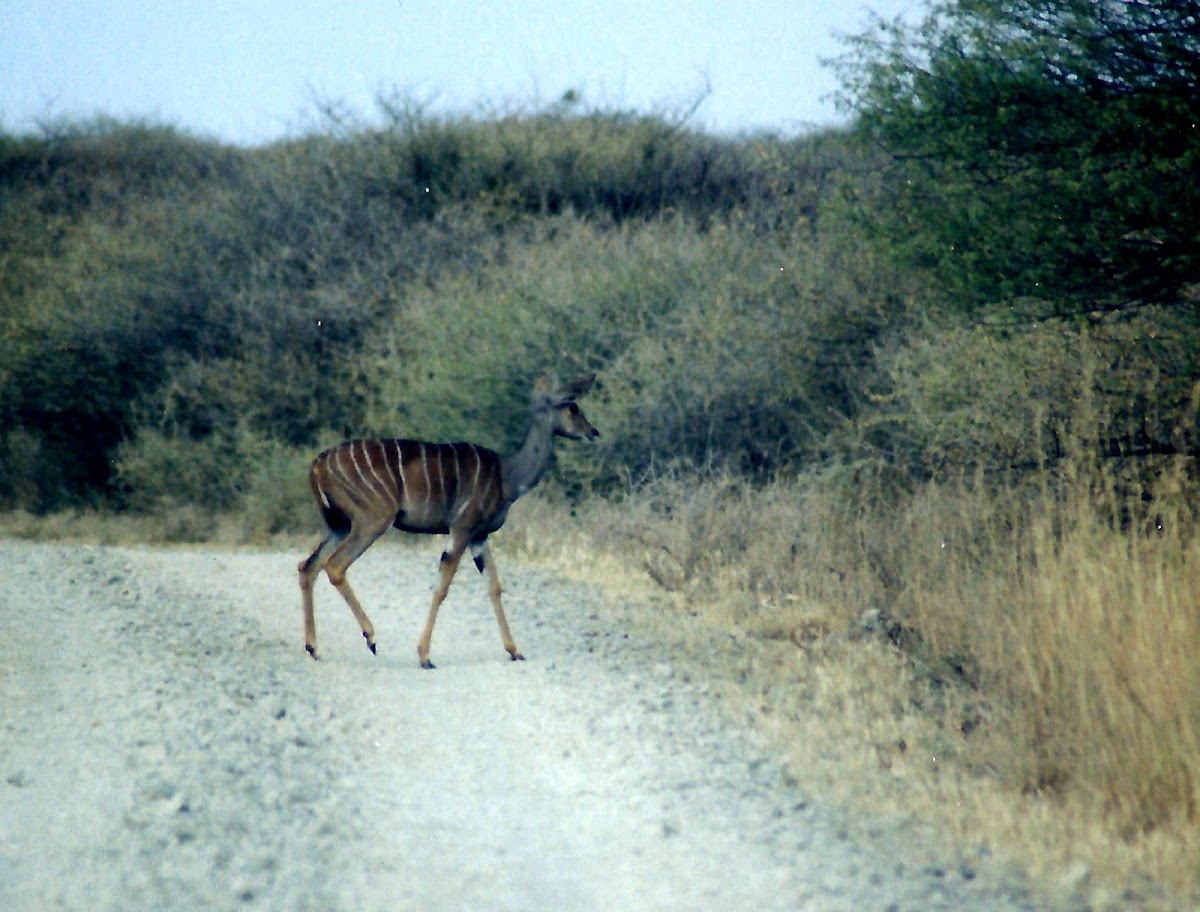 Lesser kudu